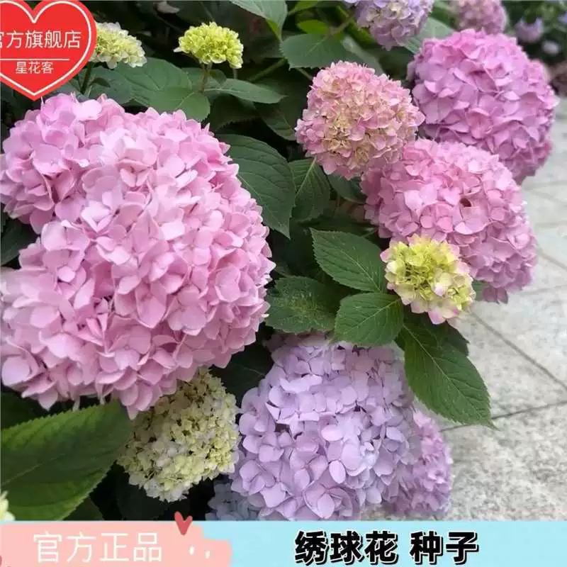 Семена гортензии, семена бесконечного лета гортензии, комнатные горшечные растения, большие цветы на балконе во дворе, можно сеять в любое время года, версия в упаковке
