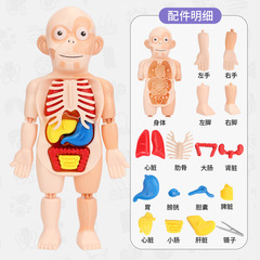 Cross-border children's science and education human organ model DIY assembled toys STEAM experimental teaching aids medical puzzle early education