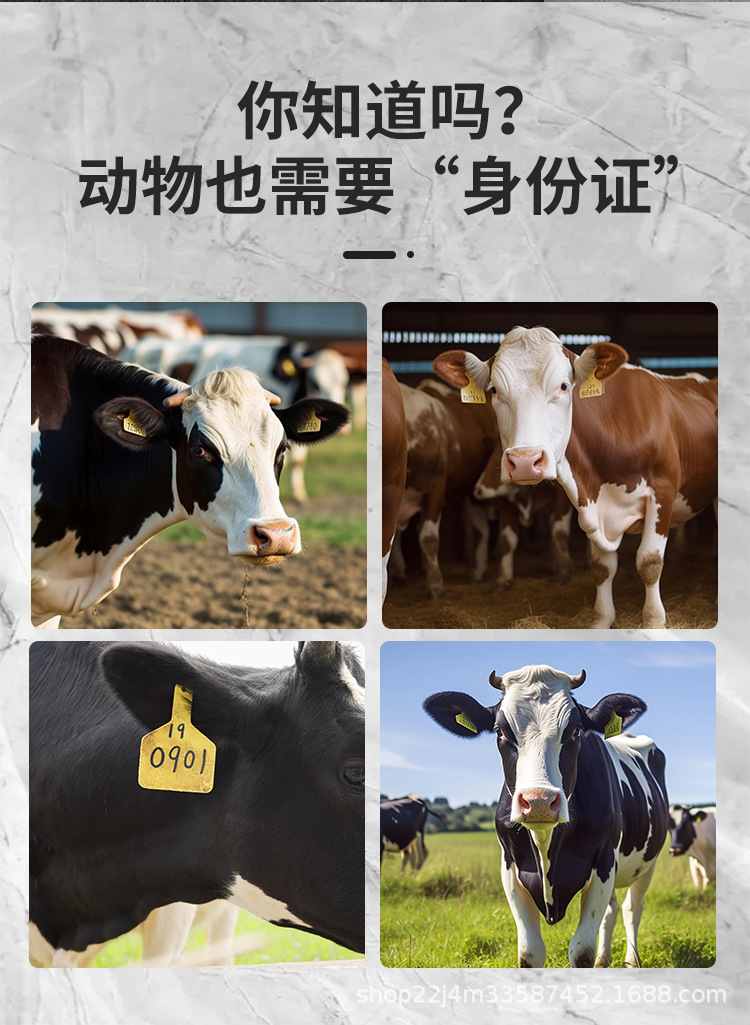 TPU牛详情_02.jpg