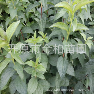 Mountain Plum Base Wholesale Cold-Resistant Shrub Mountain Plum Potted Garden Plants Clump Mountain Plum Saplings