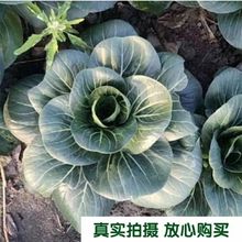 香肉菜种子大全肉肉菜种孑四季青菜蔬菜种籽原装种子大全批发代发