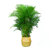 Sanjianflowing green planting potted flowers, rich tree potted money potted duck feet wooden potted piano leaf banyan potted plants