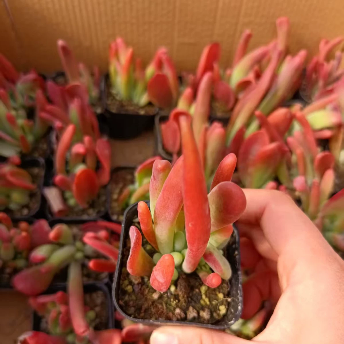 Fire Fox Real Shot: Оригинальная база Fire Fox 6.5cm Pot Real Shot, прямые продажи, оптовые скидки