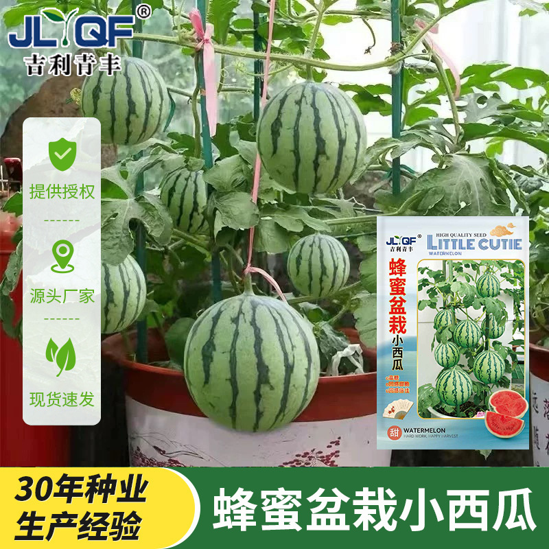 蜂蜜盆栽小西瓜种子厂家批发四季种植阳台庭院盆栽薄皮红瓤种籽