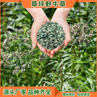 Bison Grass Lawn Seeds, Landscaping Turf Grass Seeds, Dwarf Soil-Fixing Four-Season Evergreen Engineering Grass Seeds Wholesale
