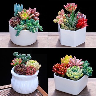Succulent Plants Small Potted Green Plants Florals Succulent Plants with Pots Indoor Easy to Grow Succulent Combination Package Office