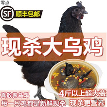顺丰包邮太行山散养乌鸡五黑鸡乌骨鸡鸡黑凤白凤现杀一件包邮跨境