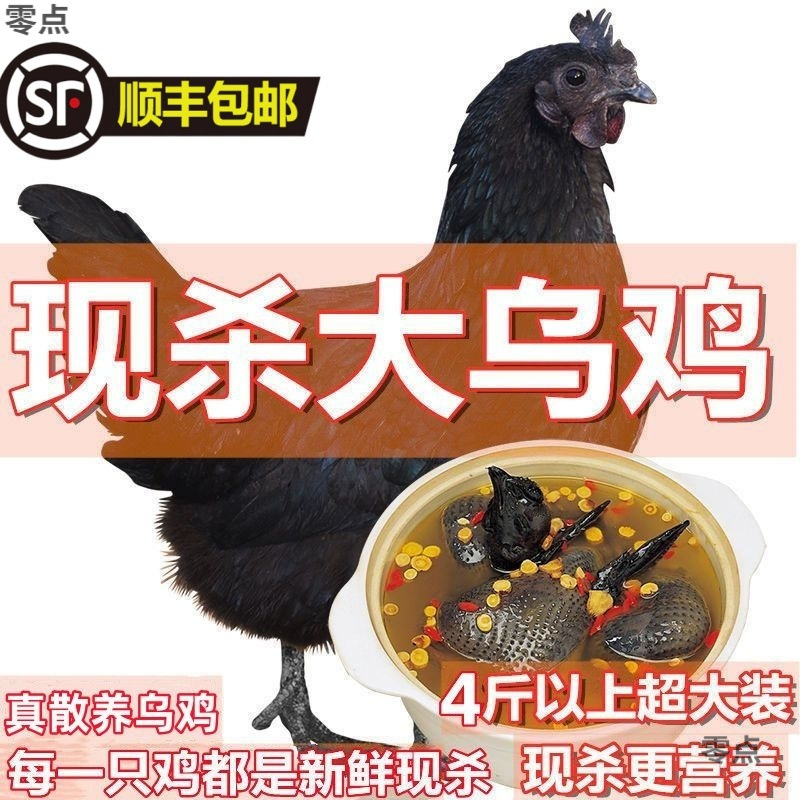 顺丰包邮太行山散养乌鸡五黑鸡乌骨鸡鸡黑凤白凤现杀一件包邮跨境