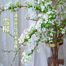 �W�tѩ����֦֧�r֦ˮ�B�廨ˮ��ֲ���r�����҃����ԾGֲѩ������