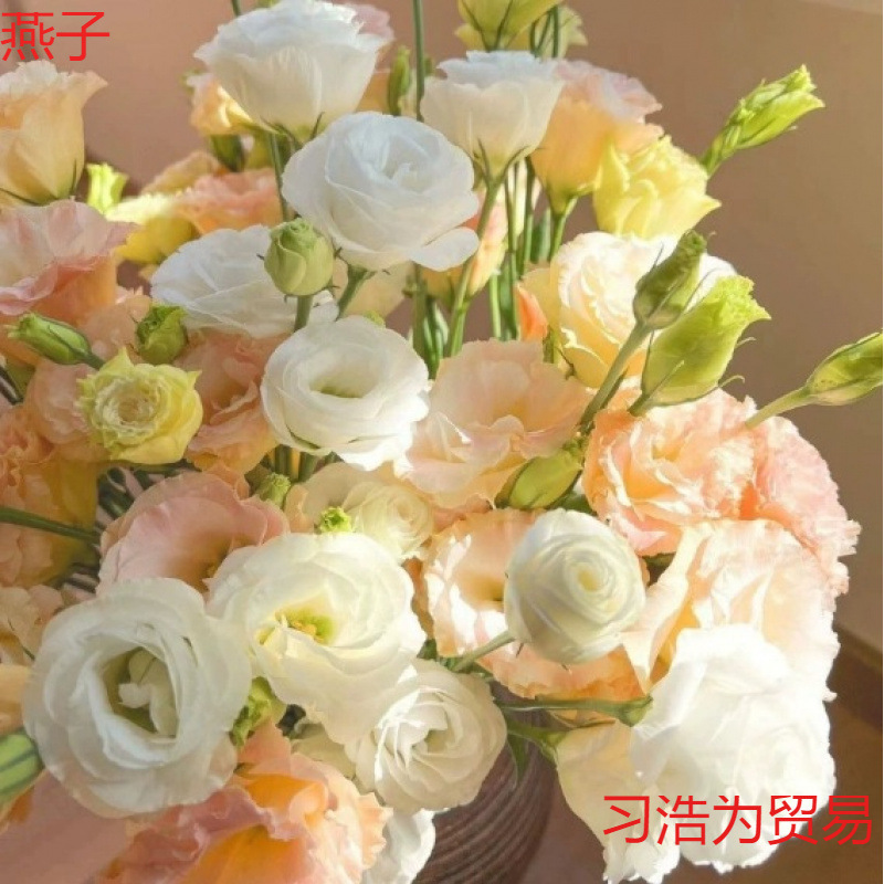 云南昆明基地直发洋桔梗龙胆花真花鲜切花花束鲜花混搭批发年宵花