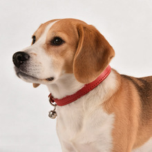 ���R�d���u�ǹ�ɫ�����Ȧ؈����KPUƤ����|���������K�����ȫ