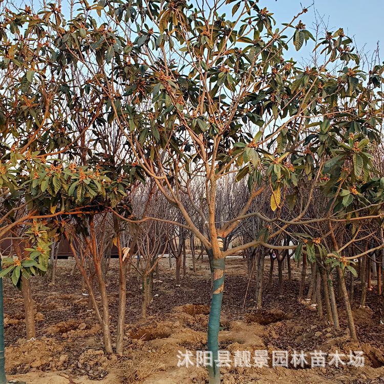 庭院观赏适合南北方种植大果枇杷树苗 江苏果树基地大果枇杷树苗