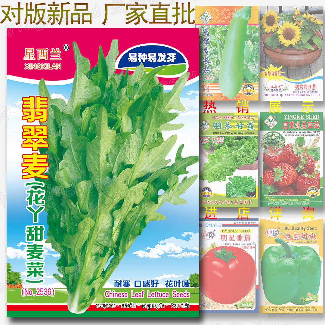翡翠麦种子 花丫甜麦菜 四季耐寒油麦菜 莜麦菜种籽 蔬菜种子批发