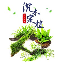 ��ľ��ֲ�\����С����Ī˹�Pβ̦���~�F�ʹں�ľާ��ľ�쾰��ˮ��