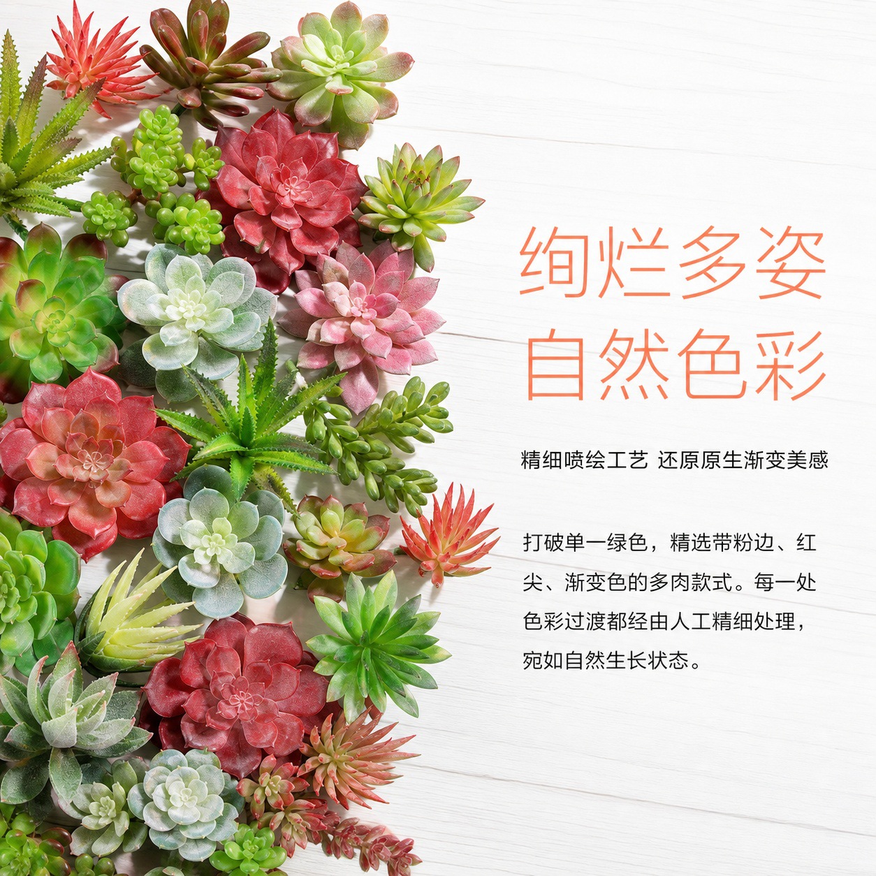 6101多肉详情页 (14).jpg