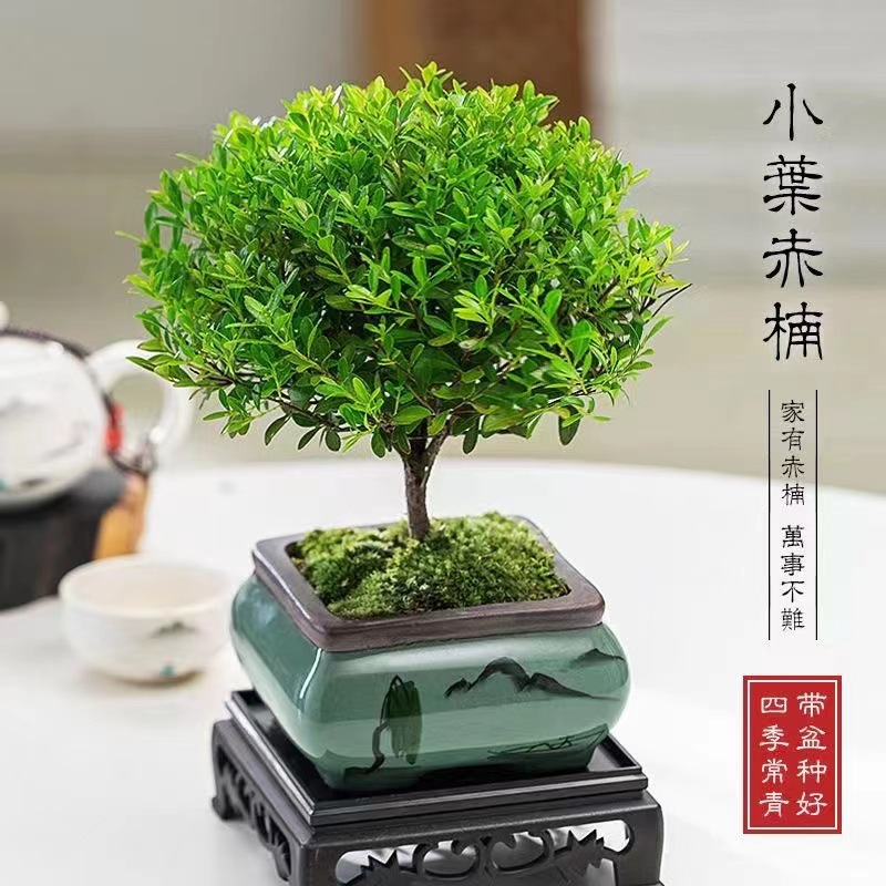 小叶赤楠盆栽办公室绿色植物四季常青桌面小型盆景观叶绿植小赤楠