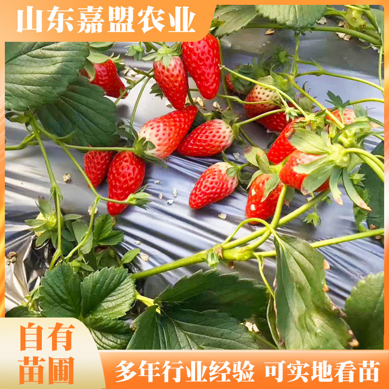 草莓苗基地批发 品种多样1000棵包邮草莓秧 奶油红颜草莓苗