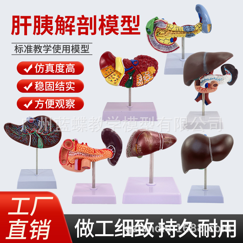 ҽѧ��������������ģ�͸��ŵ��ҵ��ܽṹ����ϵͳ������ʾ�̾�