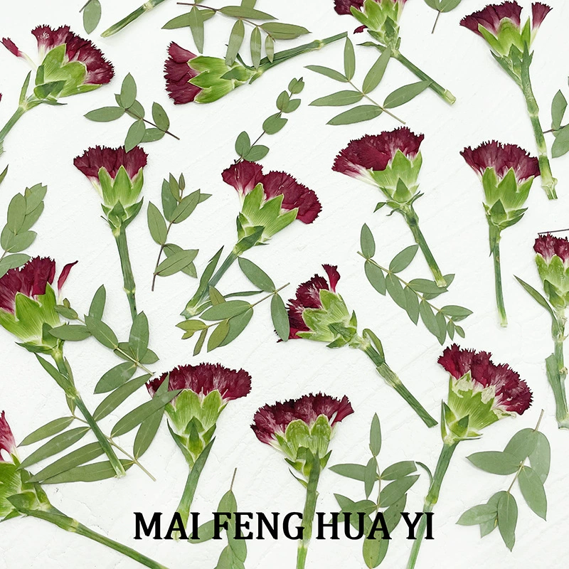 Гвоздика сушеный цветок тисненый образец растения DIY фоторамка гелевый Чехол для телефона Подставка прозрачный журнальный столик декоративный цветок