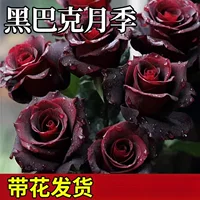 Саженцы черной розы, саженцы роз, цветущие в любое время года с бутонами, старые саженцы в горшках, семена цветов и цветы.