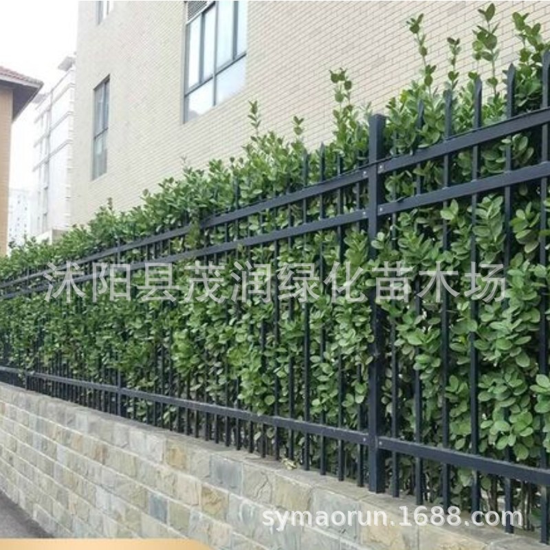 Wholesale Hokkaido Boxwood Seedlings Garden Plants Cold-Resistant Evergreen Greening Seedlings Flower Fence Seedlings Holly Saplings