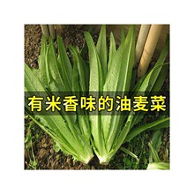 高产油麦菜种籽四季蔬菜种子大全种植阳台庭院青菜农作物盆栽春季