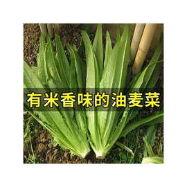 高产油麦菜种籽四季蔬菜种子大全种植阳台庭院青菜农作物盆栽春季