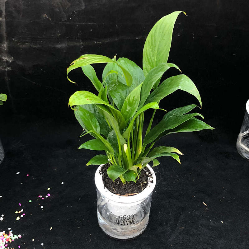 Oficina de árboles ricos para cultivar pequeñas plantas verdes en maceta, flores de arroz, plantas de mesa hidropónicas de orquídea de tigre image 13