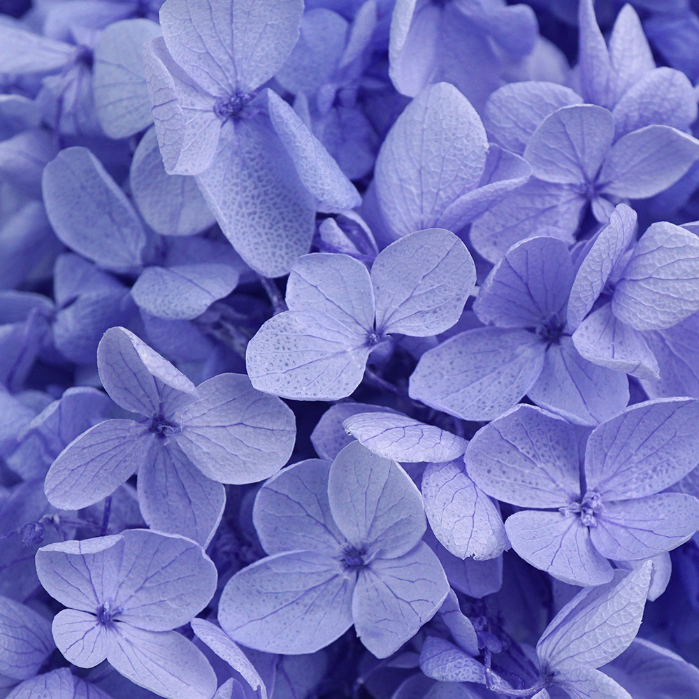 Lavanda violeta-100g/caja