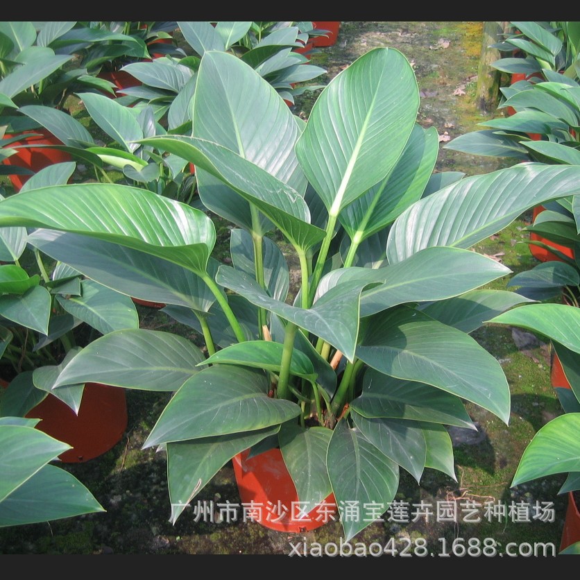 Base supply indoor viewing leaf flowers and plants