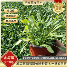 金鸡菊花苗 园林绿化工程种植基地 /苗木 宿根花卉金鸡菊存活率高