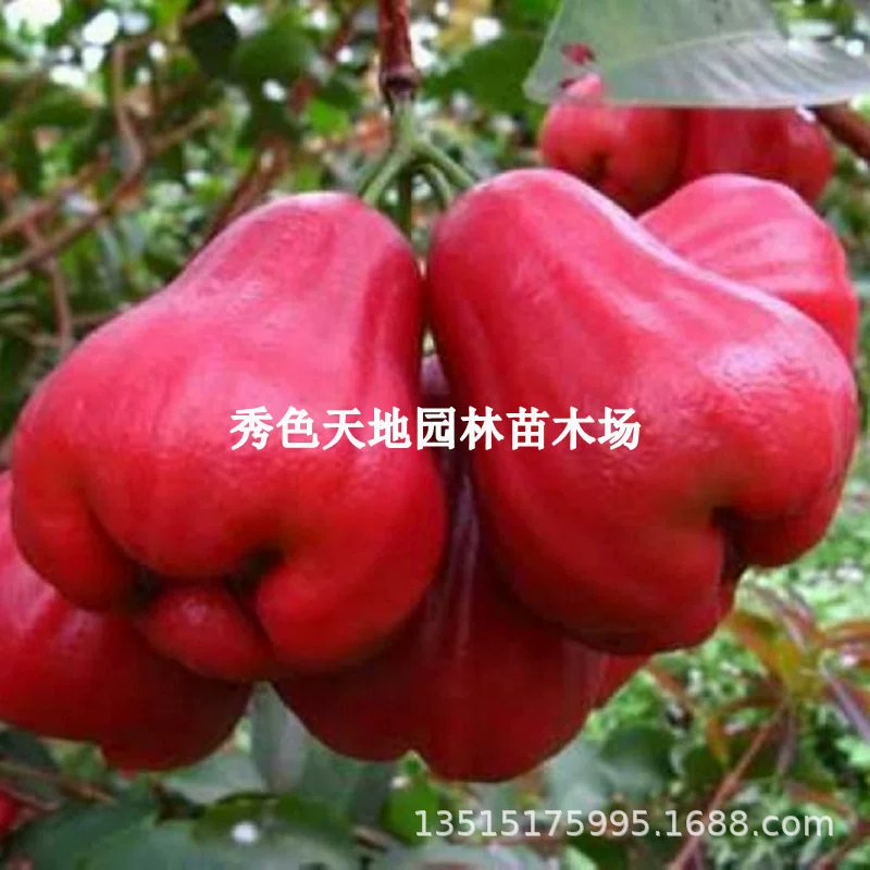 Оптовая Продажа Лотос Спрей Фруктовые Саженцы Привитые Рассады Черный Кинг-Конг Большой Лист Красный Лотос Спрей Саженцы Горшечная Посадка Садовая Посадка Фруктовая Рассада