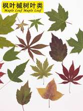 ��Ȼ���~�ɻ��˱��ֹ�DIY���ϰ������b�Ʒ���՗��~�ɻ����b�