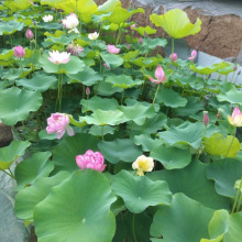 �������^ˮ��ֲ����� ���Ժɻ� �^�p�ɻ� �ɻ������� ����ɻ�