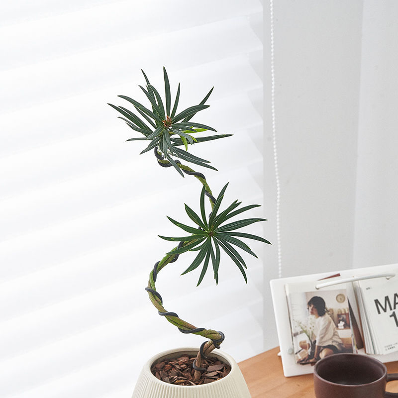 Plántulas de pino Podocarpus de estilo nórdico, forma de pino de bienvenida, planta verde de escritorio, sala de estar interior, planta de paisajismo, planta en maceta que absorbe formaldehído image 7