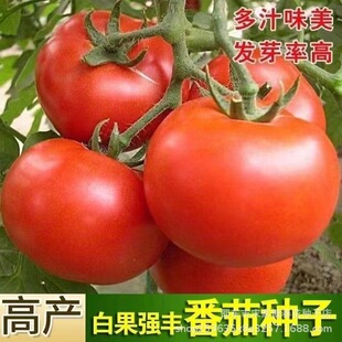 �׹����S���ѷN���ļ��r�����Բˈ@�ۼt��ˮ�����t���߲˷N�Ӵ�ȫ