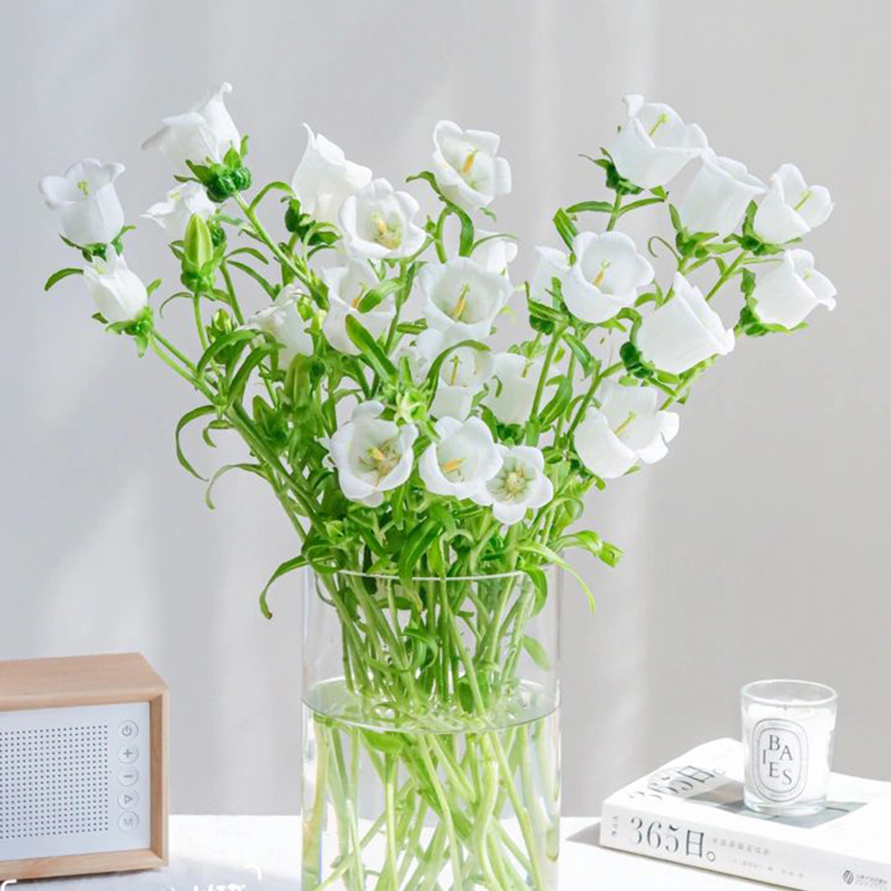 Campanula flower bell flower family life fresh cut flowers Kunming base direct delivery SF Express free shipping 7