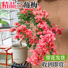 ��������÷����������������ֲ������҃ȾG���̨ͥԺ���ܾGֲ