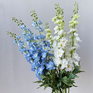 �¿��w��� ���w�� ���滨��Y�ò��û��Ļ�ˇ�廨�L���ӏS�����l