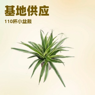 ���،�����߅���m110#С���ԾG���G�����¿՚�Դ�^�k���ҾGֲ���l