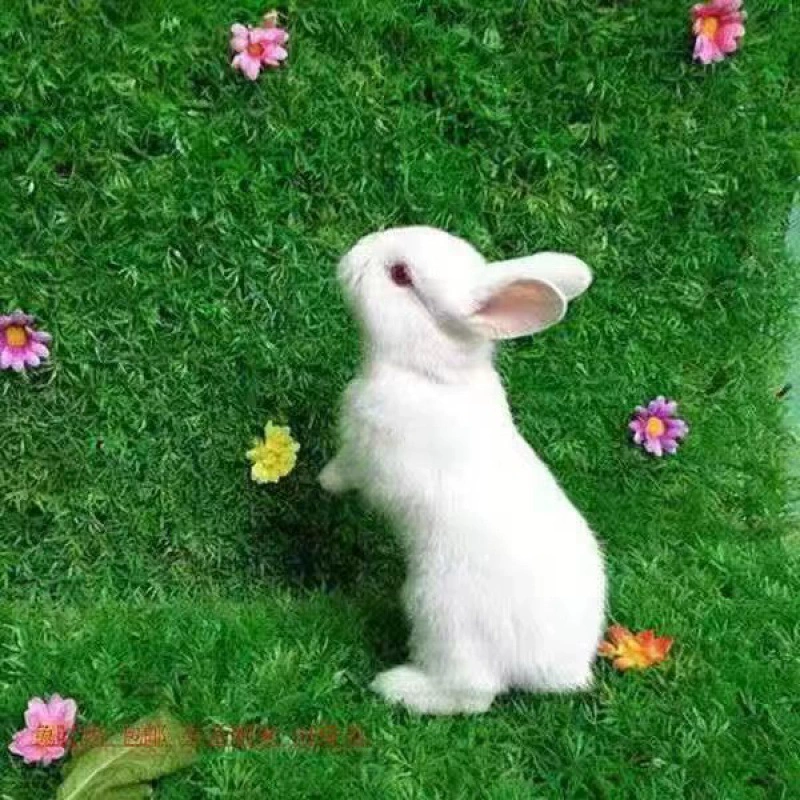 Падение ушей декоративная кролик кролик легко кормить вид, сложенная карлик голландский морозный белошерстный питомец милый миниатюрный