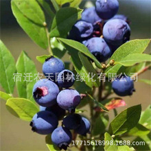 W᠖{ݮ玧ԾGʯ{ݮϱNֲͥԺشY