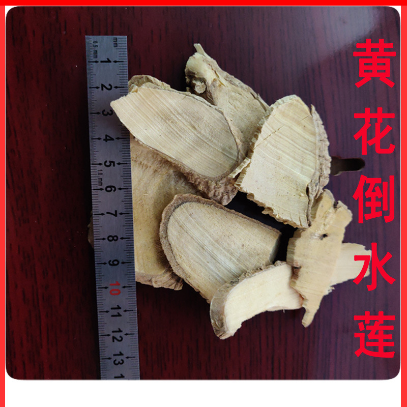 黄花倒水莲 产地批发 观音串 黄花参 黄花倒水连 倒水莲批发价