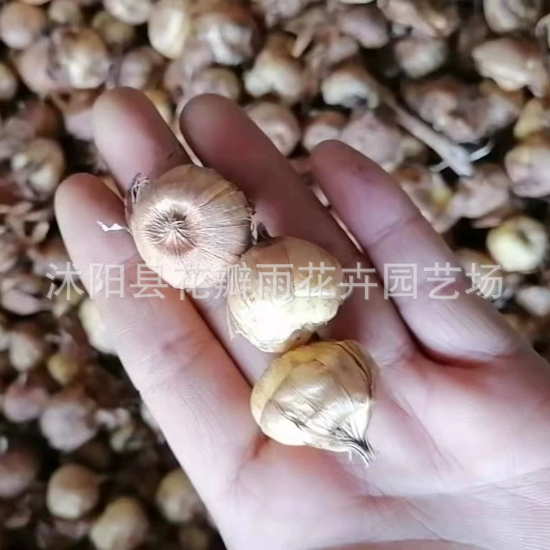 Гладиолус луковичные корневые цветы Гладиолус семена Гладиолус большой шар в горшке четыре сезона посадка текущий год цветение