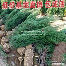 柏坟四季常青松柏树苗前小坟地塔墓坟头常青宝塔植树绿侧柏前四季