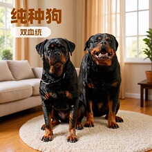 批发定制双血统德系罗威纳大型护卫犬防爆犬纯种狗幼崽活体工作犬