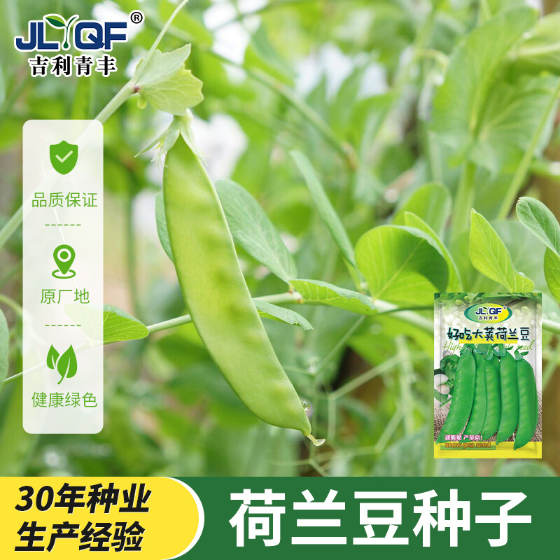 Dutch Pea Seeds, Pea Seedlings, Four-Season Sweet Vegetables, Pea Seeds, Broad Beans, Rapeseed, Bowl Beans