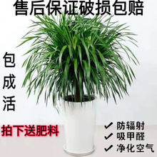 龙血树龙须铁室内客厅大型盆栽绿植花卉除甲醛懒人龙须树工厂直销