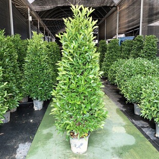 ��������ͥԺ���;Gֲ�����՚��ļ����໨�������k���҃����̨