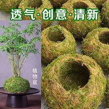 苔藓盆微景观造景植物创意艺术青苔球小花盆室内好养保湿石斛种植